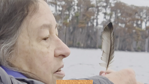 Movie: Or maybe a Great Blue Heron feather, 2025:12:04 14:05:58 (32M) --jsq for WWALS