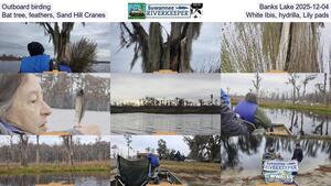 [Outboard birding, Banks Lake 2025-12-04, Bat tree, feathers, Sand Hill Cranes, White Ibis, hydrilla, Lily pads]