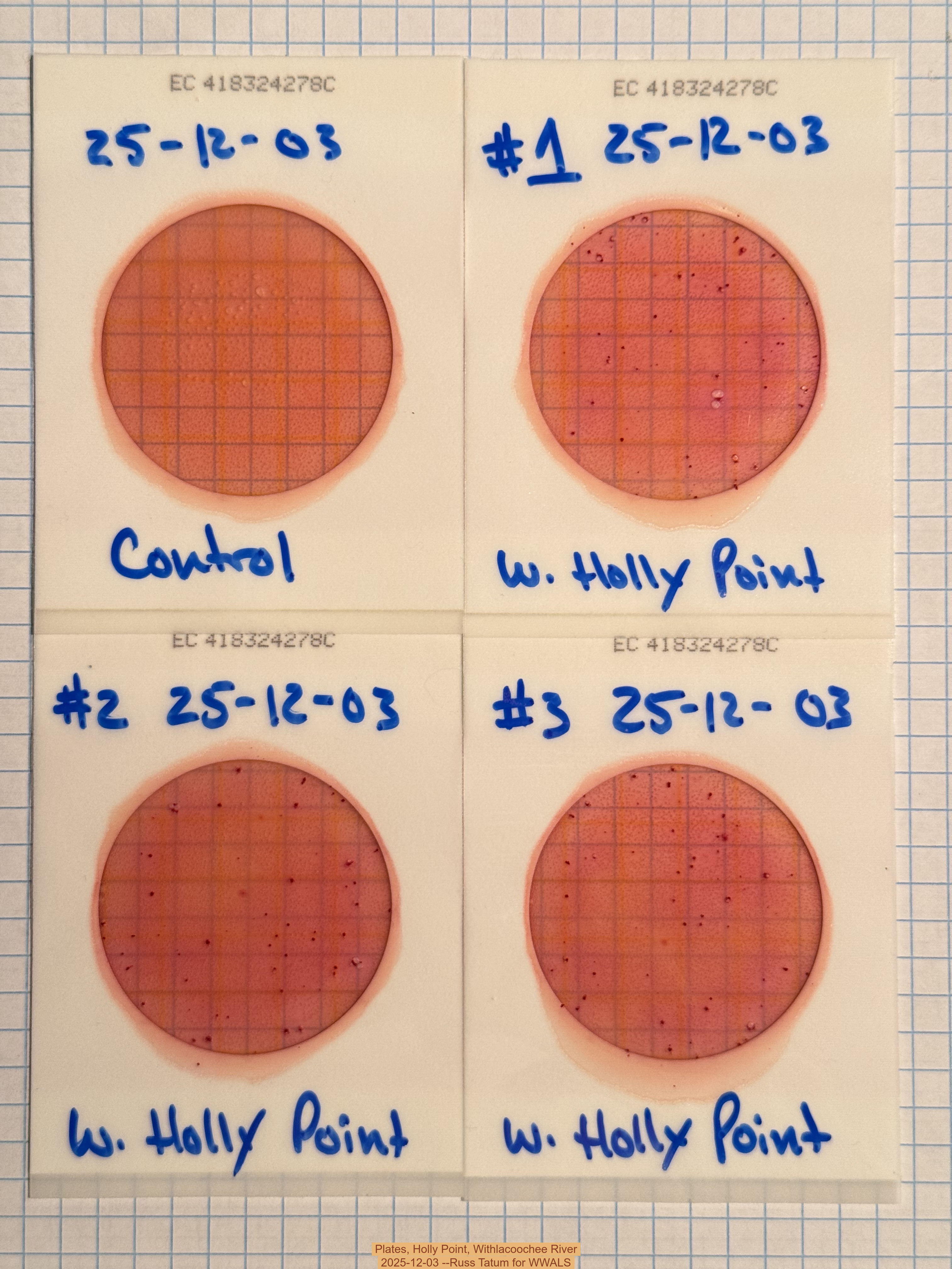Plates, Holly Point, Withlacoochee River 2025-12-03 --Russ Tatum for WWALS