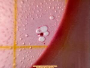 [Detail, Naylor Park Beach, Alapaha River @ US 84 2025-12-04 --Kim Tanner for WWALS]