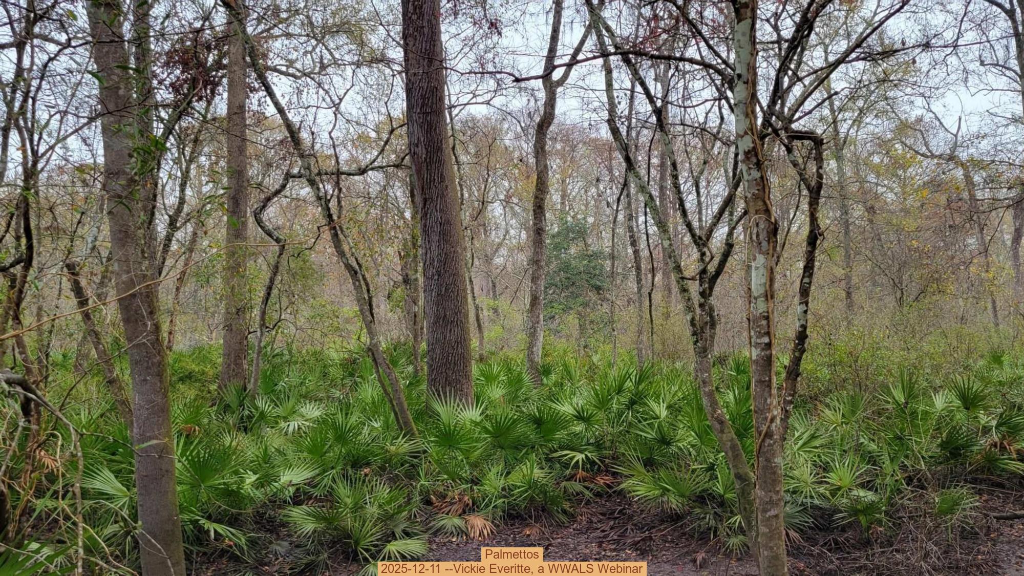Palmettos, 2025-12-11 --Vickie Everitte, a WWALS Webinar