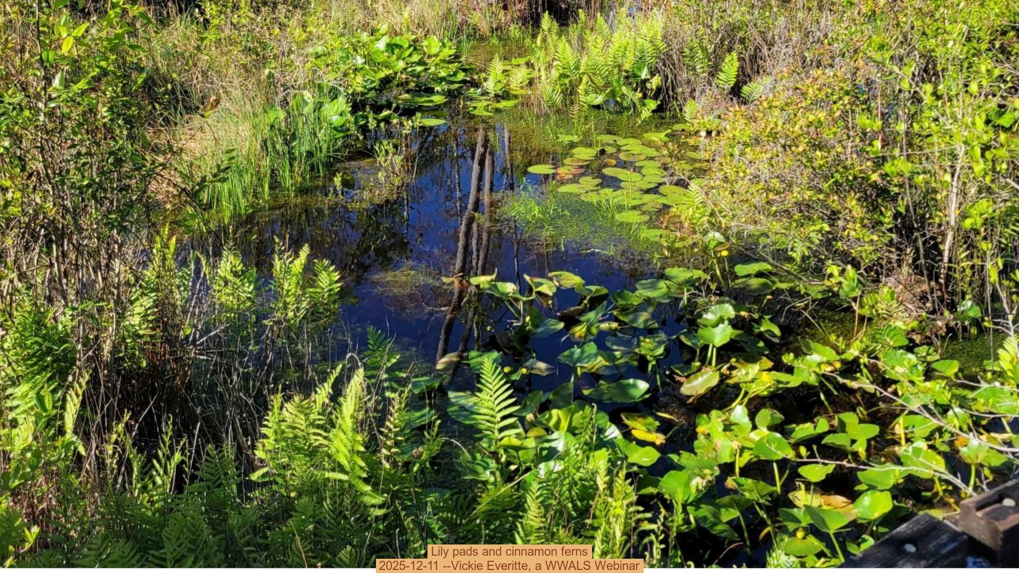 Lily pads and cinnamon ferns, 2025-12-11 --Vickie Everitte, a WWALS Webinar