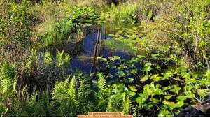 [Lily pads and cinnamon ferns, 2025-12-11 --Vickie Everitte, a WWALS Webinar]