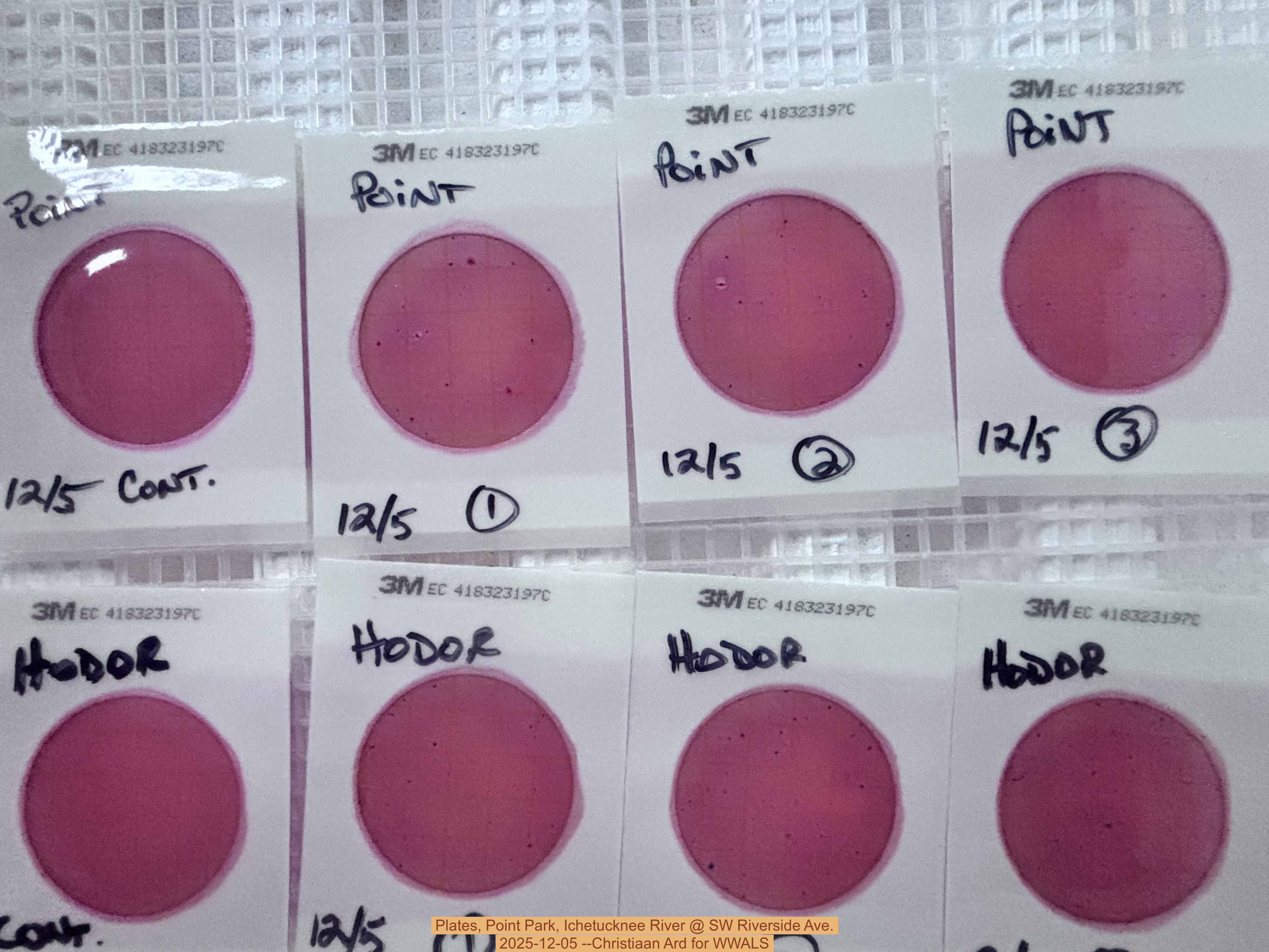 Plates, Point Park, Ichetucknee River @ SW Riverside Ave. 2025-12-05 --Christiaan Ard for WWALS