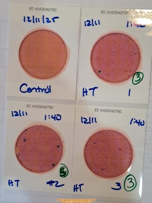 [Plates, Hightower Creek @ St. Augustine Road, 2025-12-11 --Suzy Hall for WWALS]
