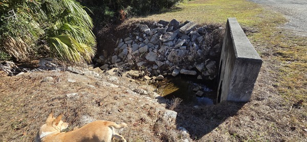 Blondie, downstream, Tributary of Clay Hole Creek across from Lake City WWTP, 2025:12:20 14:19:16, 30.1704387, -82.6461827 --jsq for WWALS