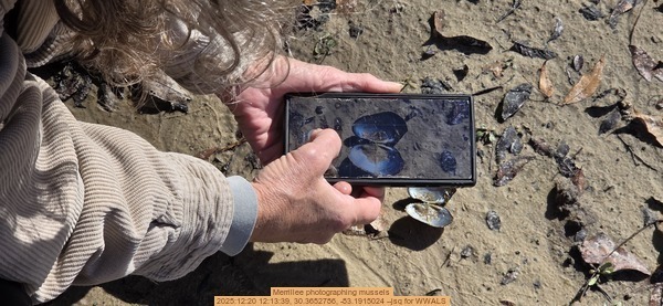 [Merrillee photographing mussels, 2025:12:20 12:13:39, 30.3652786, -83.1915024 --jsq for WWALS]