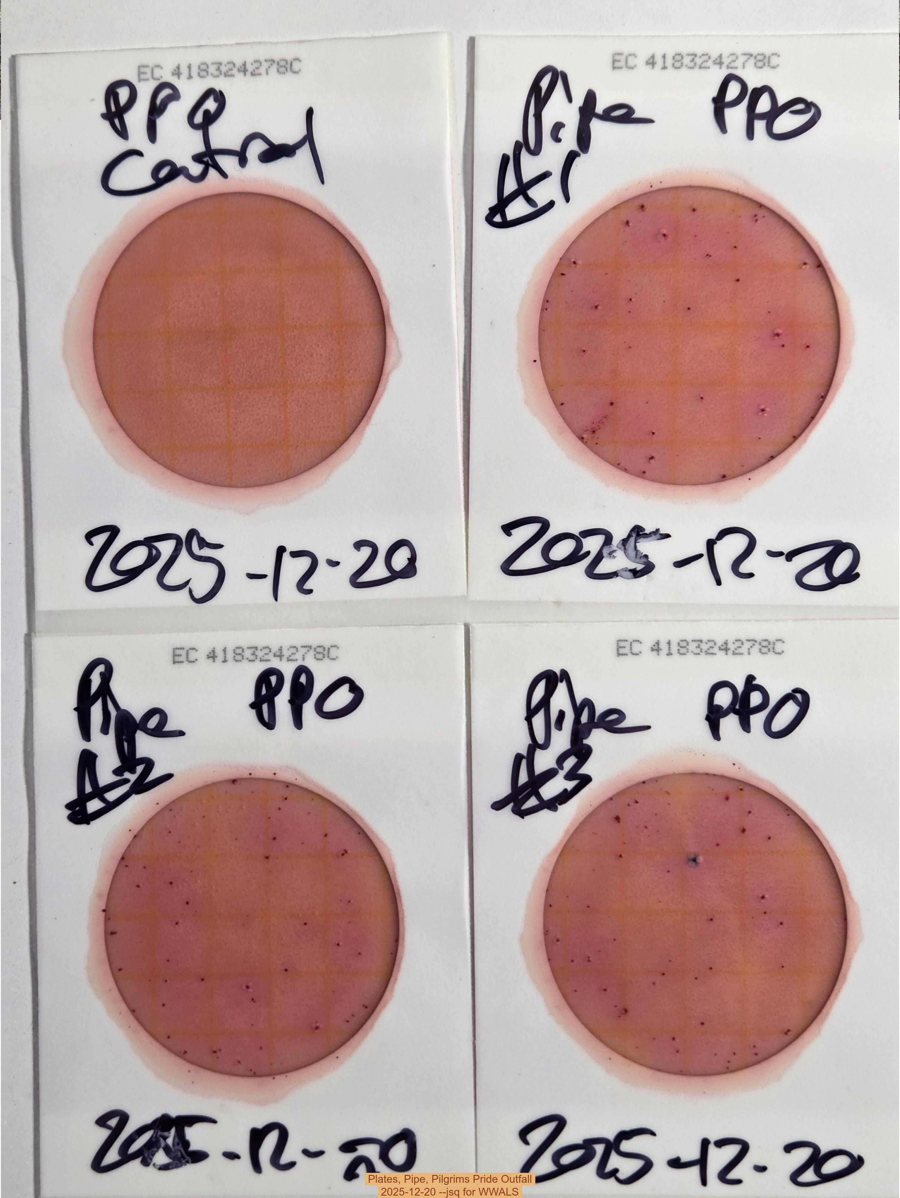 Plates, Pipe, Pilgrims Pride Outfall, 2025-12-20 --jsq for WWALS