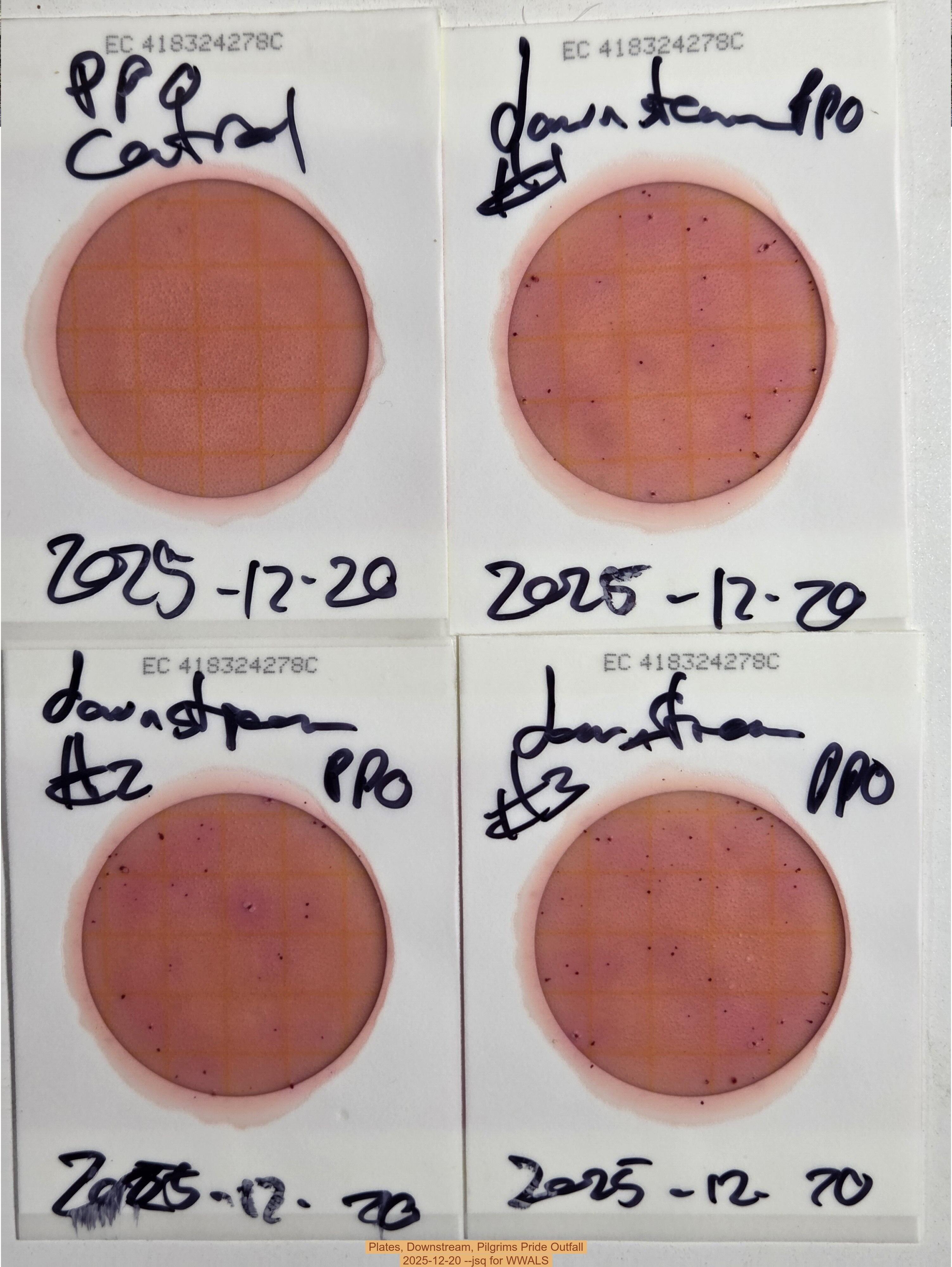 Plates, Downstream, Pilgrims Pride Outfall, 2025-12-20 --jsq for WWALS