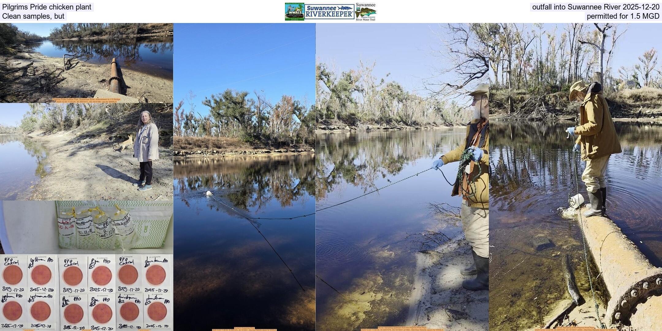 Pilgrims Pride chicken plant outfall into Suwannee River 2025-12-20, Clean samples, but permitted for 1.5 MGD