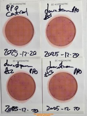 [Plates, Downstream, Pilgrims Pride Outfall, 2025-12-20 --jsq for WWALS]