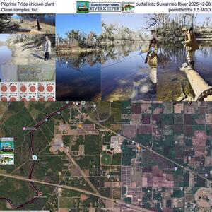 [Pilgrims Pride chicken plant outfall into Suwannee River 2025-12-20, Clean samples, but permitted for 1.5 MGD]