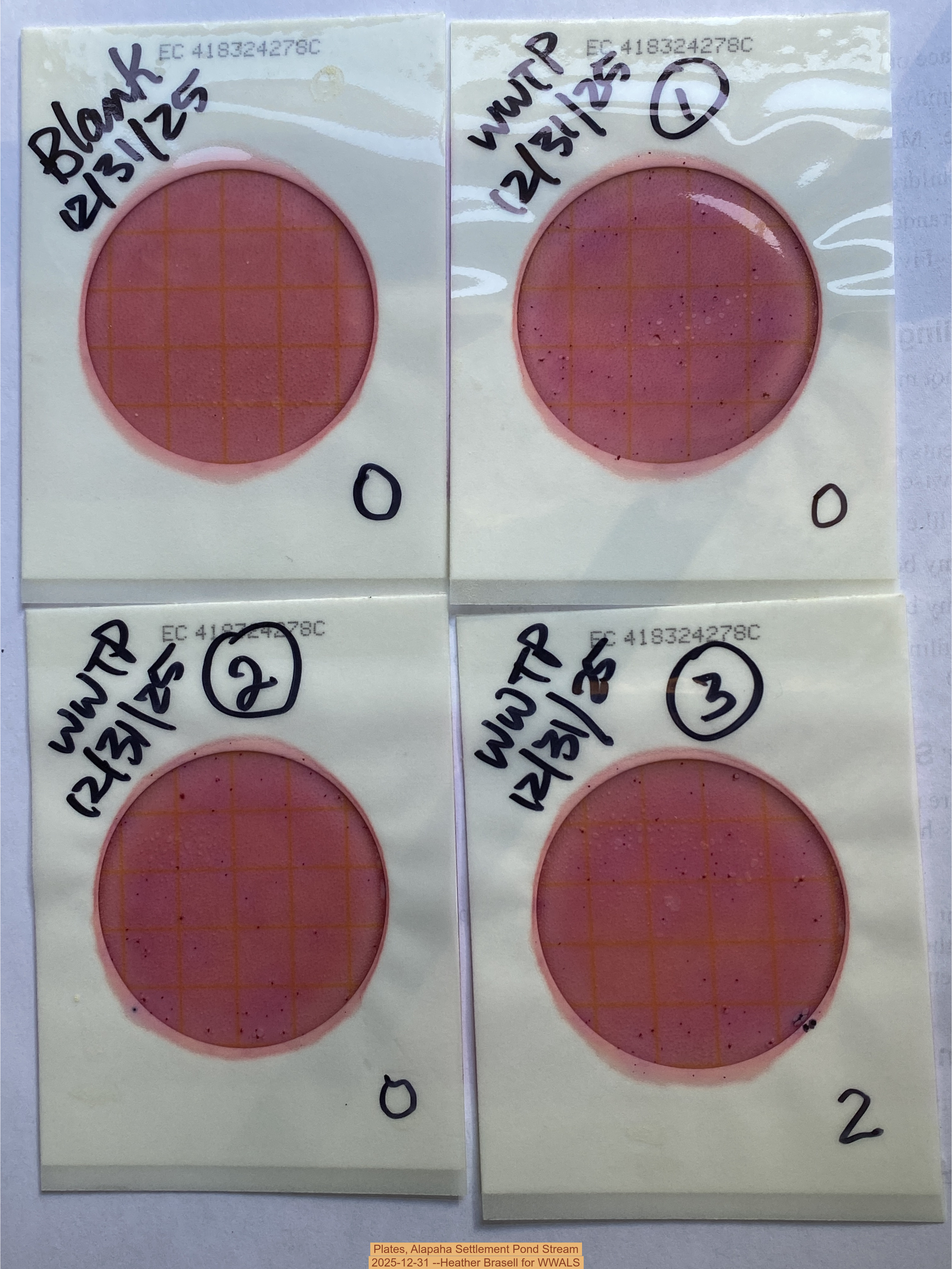 Plates, Alapaha Settlement Pond Stream 2025-12-31 --Heather Brasell for WWALS