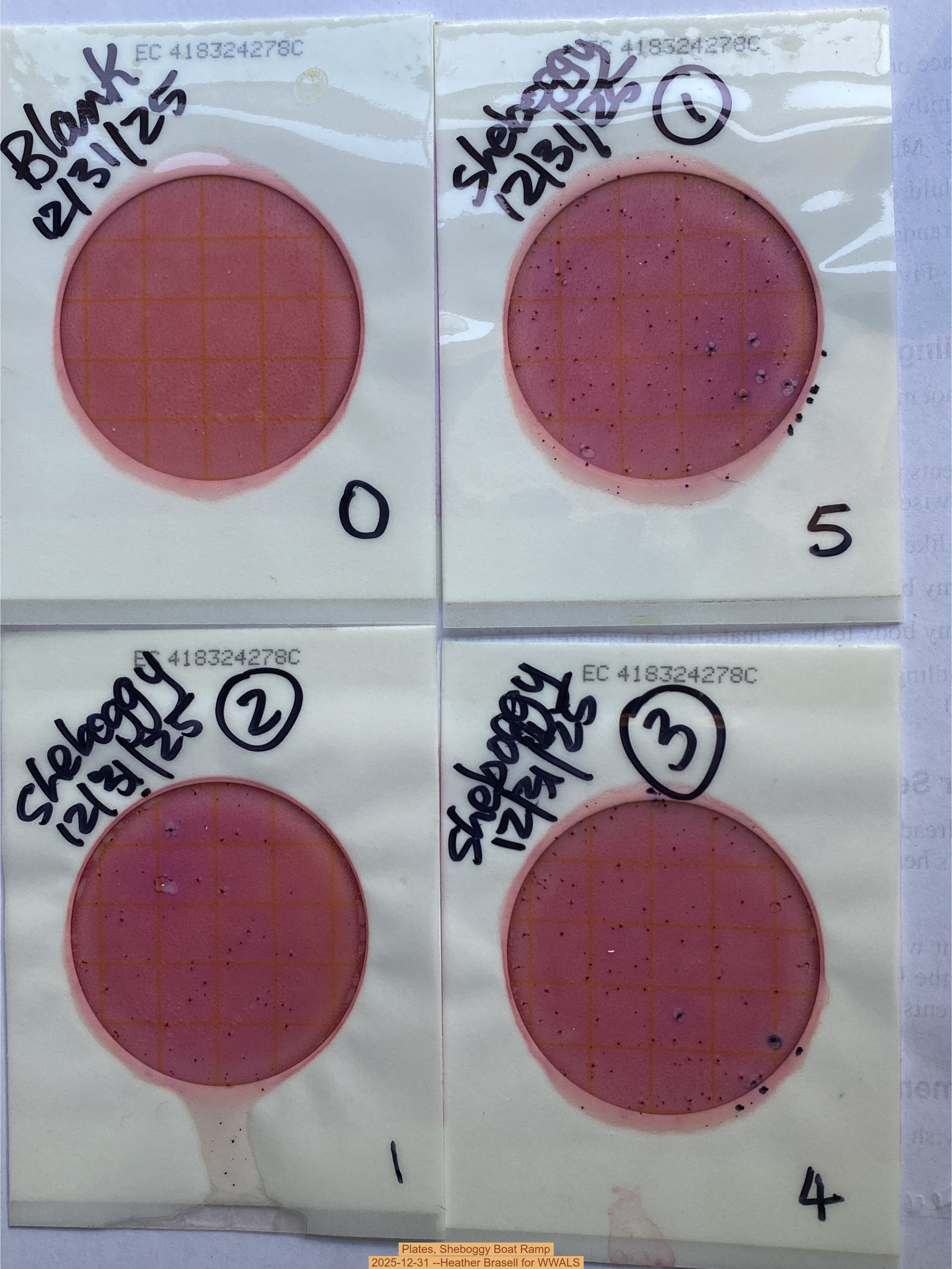 Plates, Sheboggy Boat Ramp 2025-12-31 --Heather Brasell for WWALS
