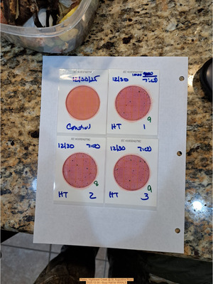 [Plates, Hightower Creek @ St. Augustine Road, 2025-12-30 --Suzy Hall for WWALS]