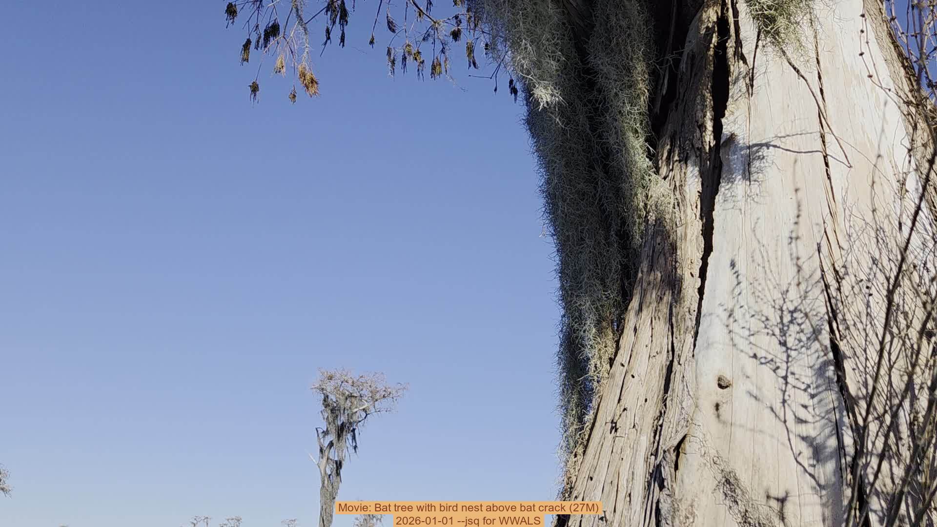 Movie: Bat tree with bird nest above bat crack (27M), 2026-01-01 --jsq for WWALS