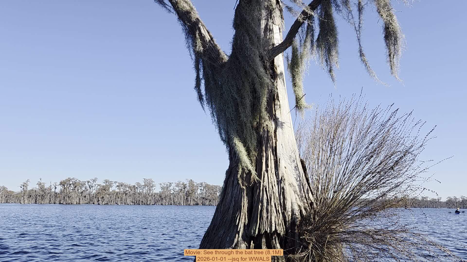 Movie: See through the bat tree (8.1M), 2026-01-01 --jsq for WWALS