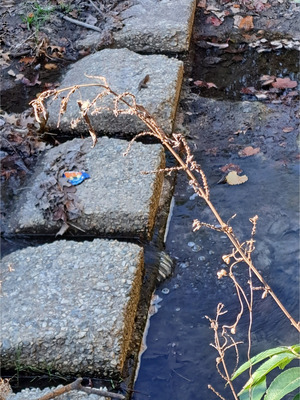 [Trash on concrete, Hightower Creek at Norman Drive other, Hightower Creek @ Norman Drive 2026-01-01 --Suzy Hall for WWALS]