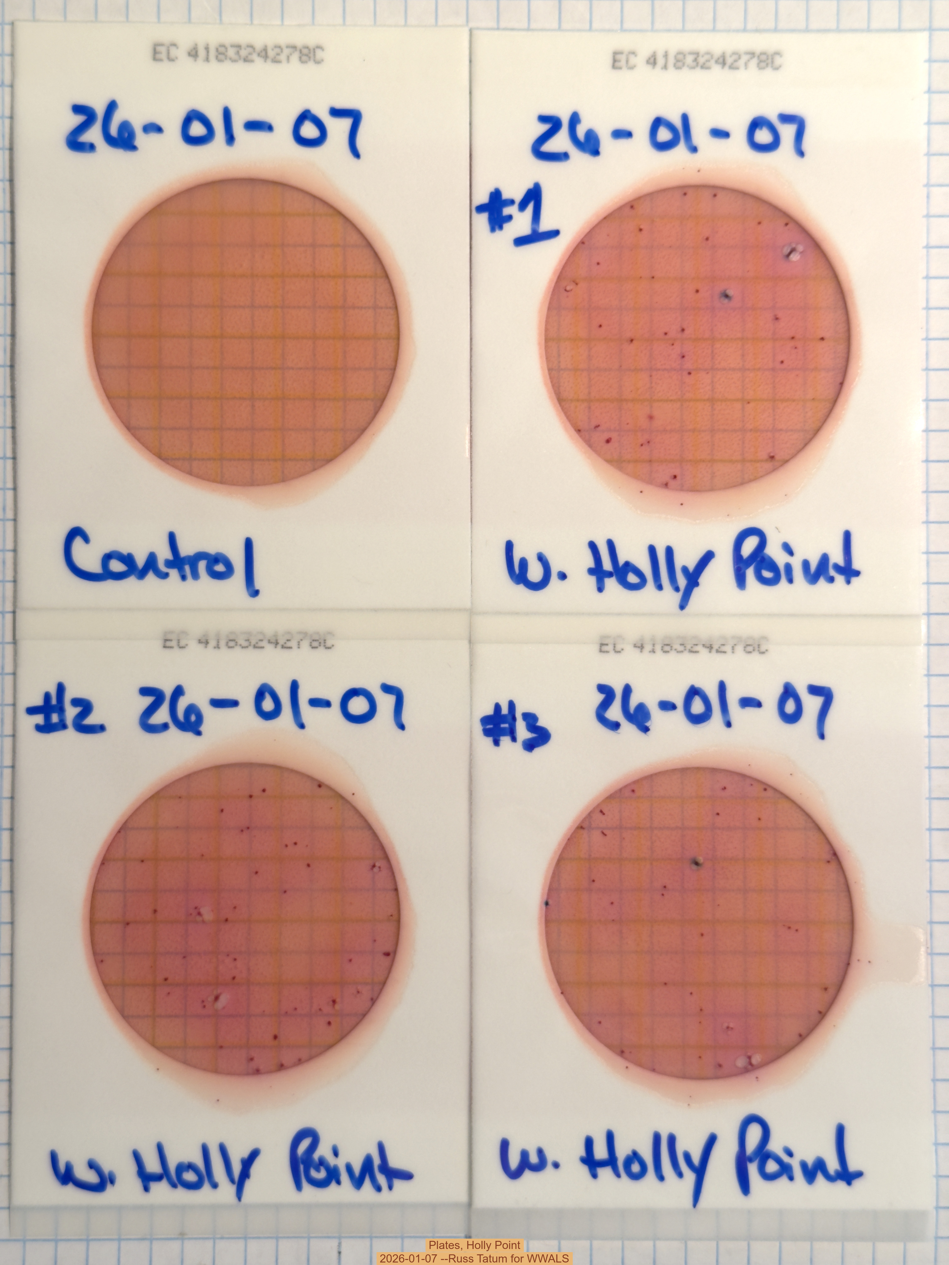 Plates, Holly Point 2026-01-07 --Russ Tatum for WWALS