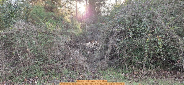 Cleared path over Force Main, 2026:01:09 16:57:23, 30.8304961, -83.3222253 --jsq for WWALS