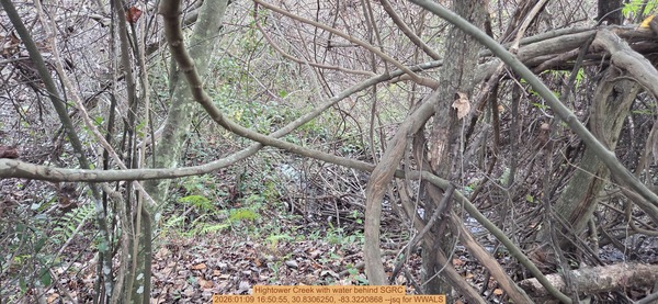 [Hightower Creek with water behind SGRC, 2026:01:09 16:50:55, 30.8306250, -83.3220868 --jsq for WWALS]