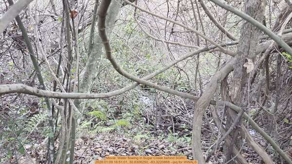 [Movie: Water flowing in Hightower Creek behind SGRC, 2026:01:09 16:51:01, 30.8306250, -83.3220868 --jsq for WWALS]