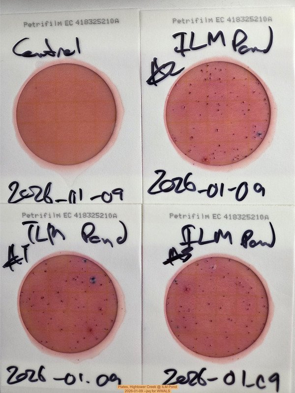 Plates, Hightower Creek @ ILM Pond, 2026-01-09 --jsq for WWALS