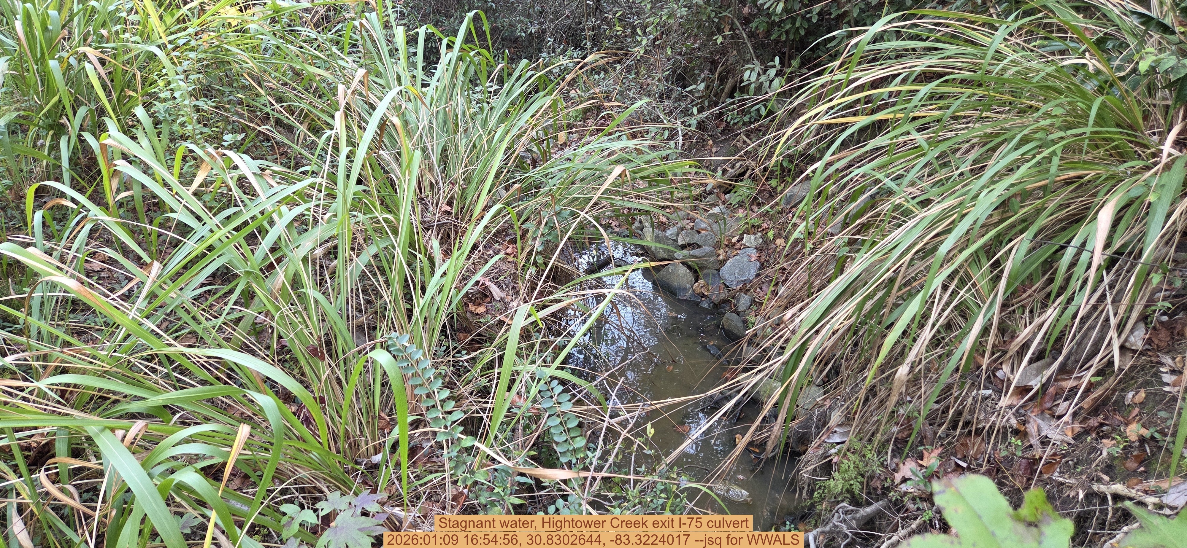 Stagnant water, Hightower Creek exit I-75 culvert, 2026:01:09 16:54:56, 30.8302644, -83.3224017 --jsq for WWALS