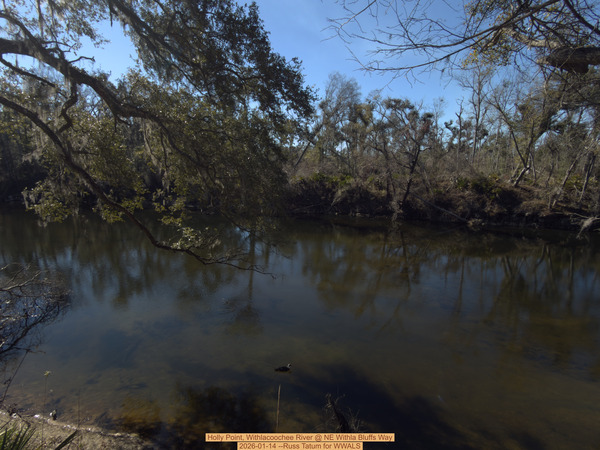 [Holly Point, Withlacoochee River @ NE Withla Bluffs Way 2026-01-14 --Russ Tatum for WWALS]