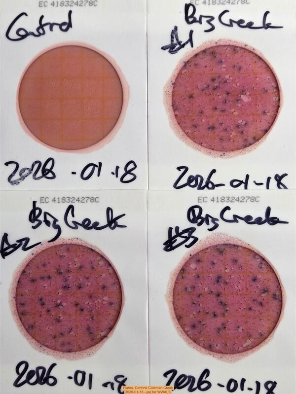 Plates, Corinne Coleman Creek, 2026-01-18 --jsq for WWALS