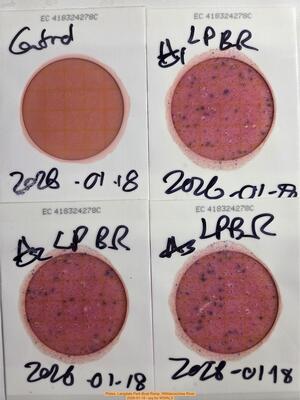 [Plates, Langdale Park Boat Ramp, Withlacoochee River, 2026-01-18 --jsq for WWALS]