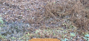 [Closeup standing water, Foxborough Lift Station Run, 2026:01:18 15:41:27, 30.8888781, -83.3262773 --jsq for WWALS]