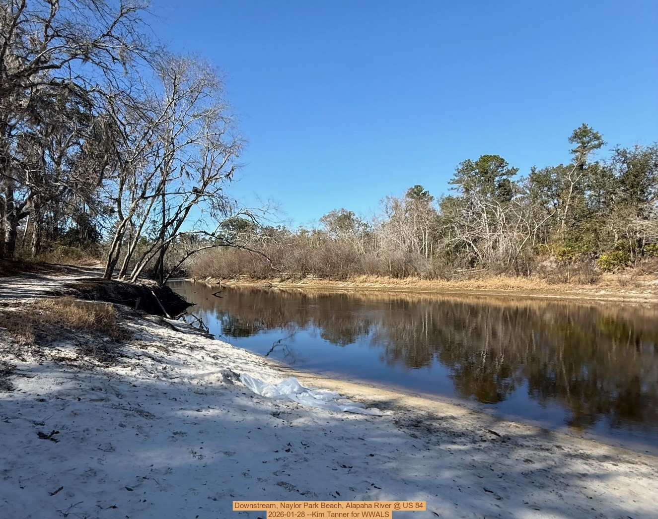 Downstream, Naylor Park Beach, Alapaha River @ US 84 2026-01-28 --Kim Tanner for WWALS