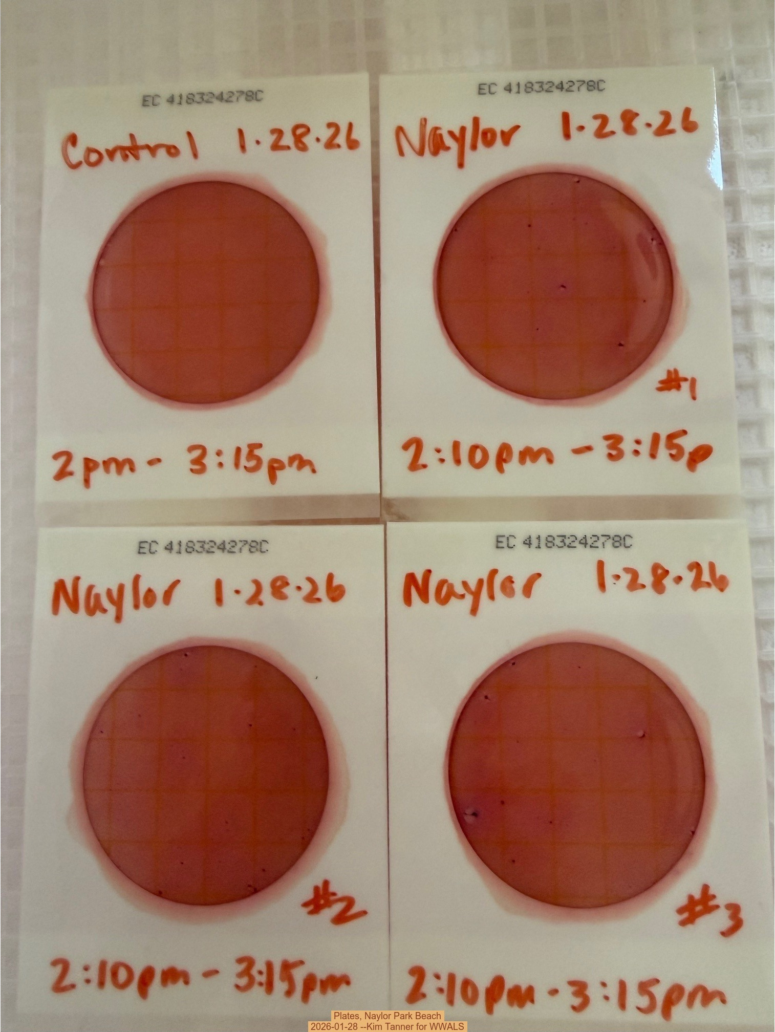 Plates, Naylor Park Beach 2026-01-28 --Kim Tanner for WWALS