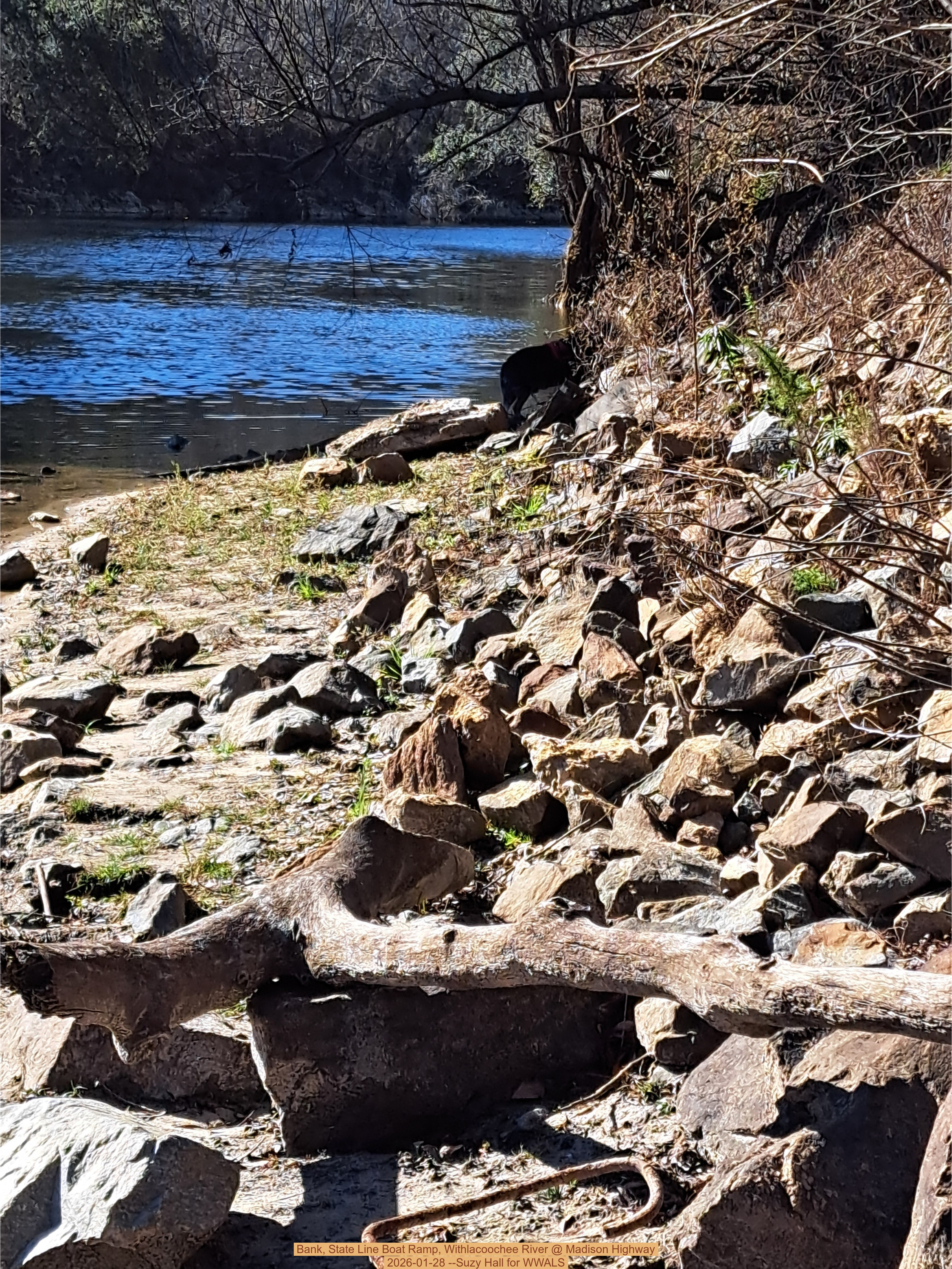 Bank, State Line Boat Ramp, Withlacoochee River @ Madison Highway 2026-01-28 --Suzy Hall for WWALS