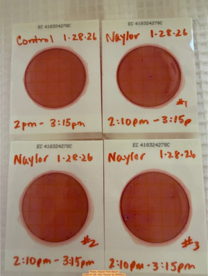 [Plates, Naylor Park Beach 2026-01-28 --Kim Tanner for WWALS]