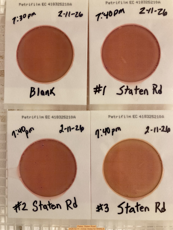 [Plates, Staten Road 2026-02-11 --Cindy Vedas for WWALS]