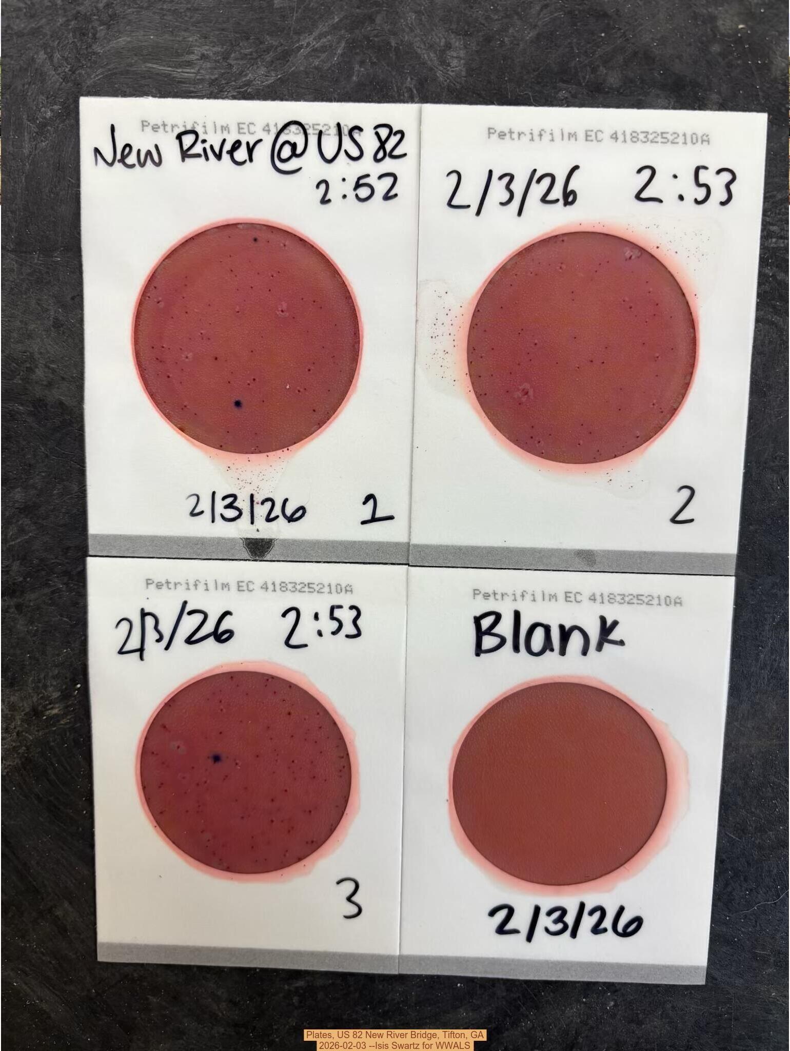 Plates, US 82 New River Bridge, Tifton, GA 2026-02-03 --Isis Swartz for WWALS