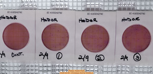 [Plates, Hodor Park 2026-02-09 --Christiaan Ard for WWALS]