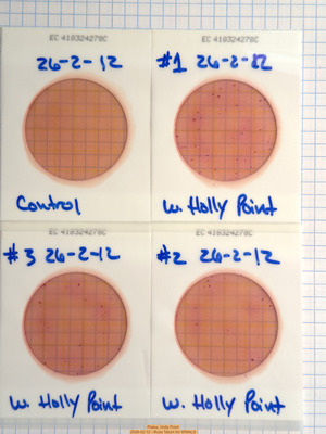 [Plates, Holly Point 2026-02-12 --Russ Tatum for WWALS]