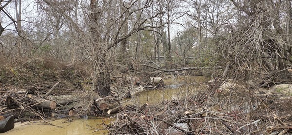 [The last deadfall of the day, 2026:02:14 16:15:53, 30.8638799, -83.3210403]