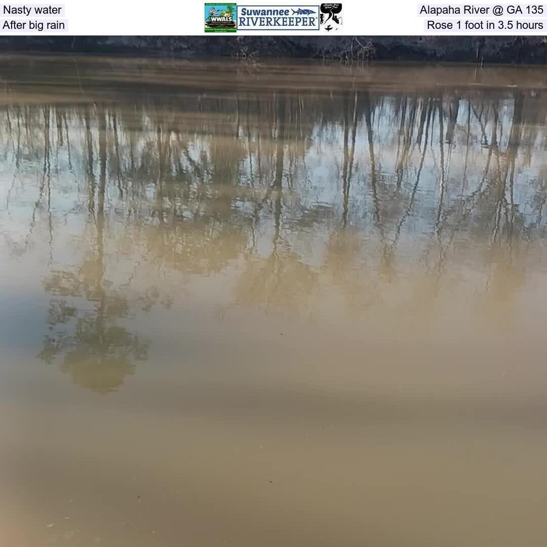 Nasty water, Alapaha River @ GA 135, After big rain, Rose 1 foot in 3.5 hours