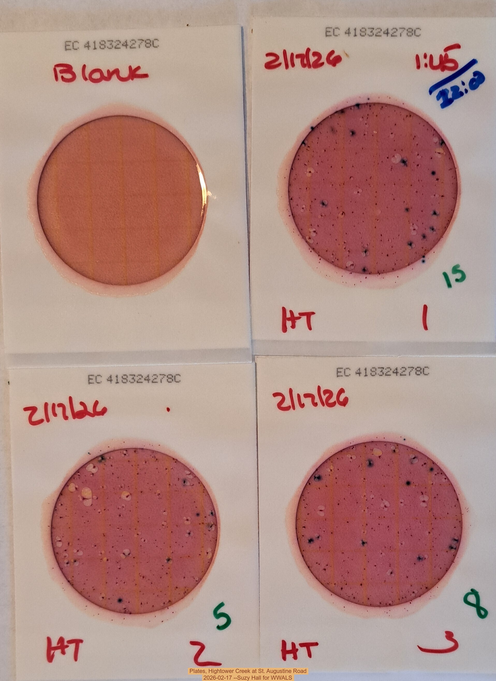Plates, Hightower Creek at St. Augustine Road 2026-02-17 --Suzy Hall for WWALS