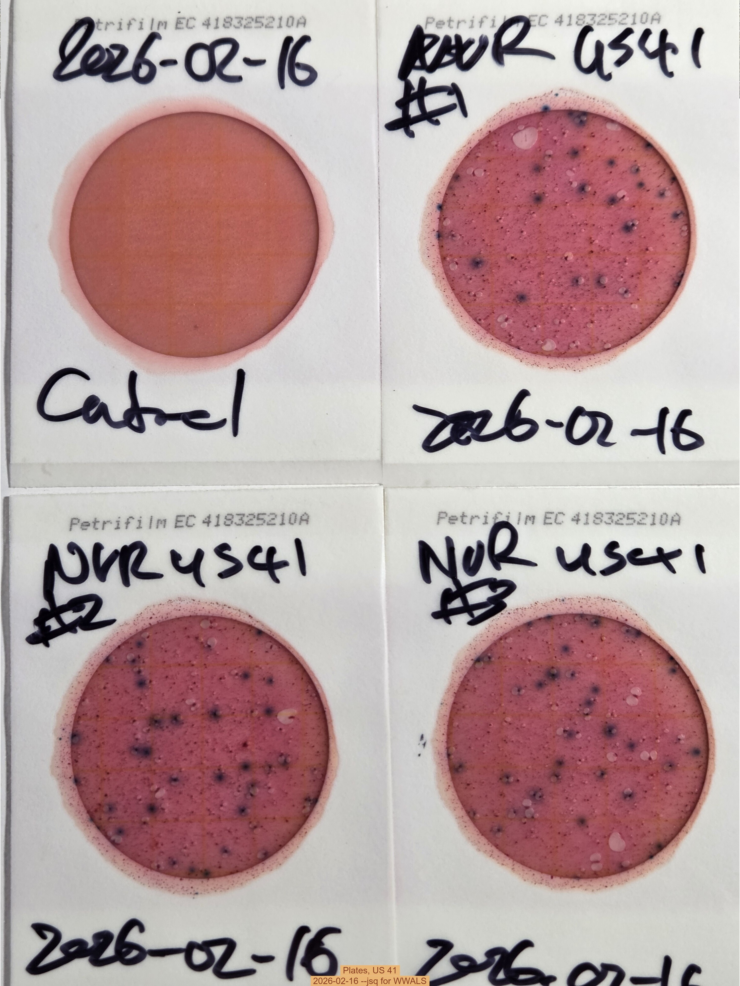 Plates, US 41, 2026-02-16 --jsq for WWALS