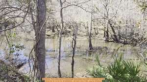[Movie: The creek out of Foxborough that tested bad after a previous rain, 2026:02:16 14:34:19, 30.8880622, -83.3241144 (11M) --jsq for WWALS]
