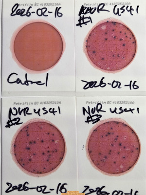 [Plates, US 41, 2026-02-16 --jsq for WWALS]