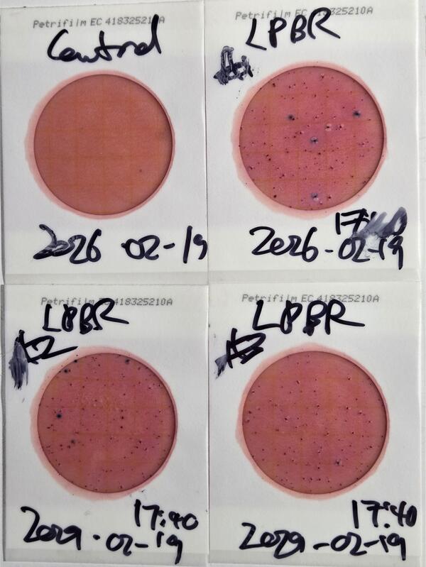 Plates, Langdale Park Boat Ramp 2026-02-19 --jsq for WWALS