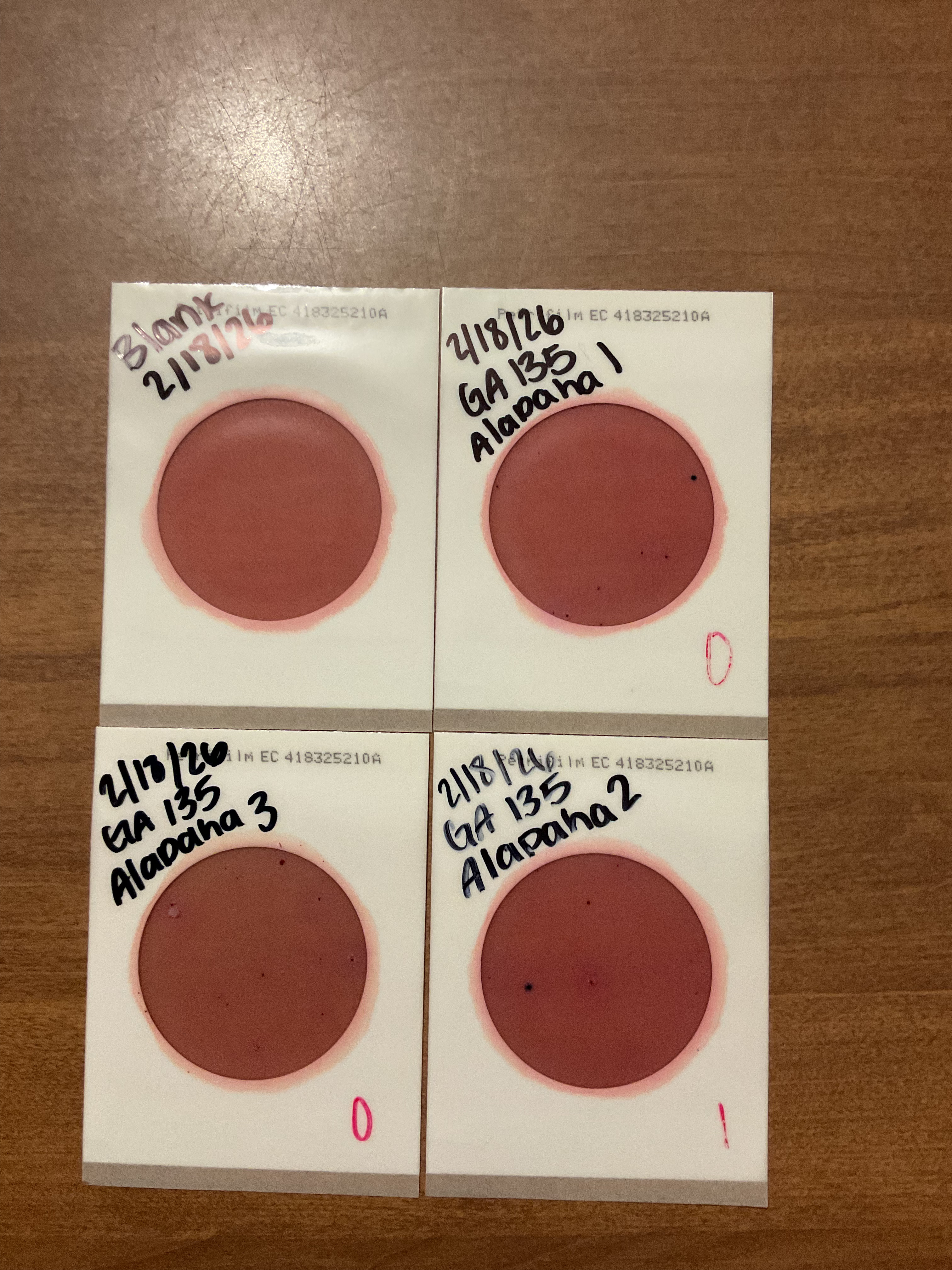 Plates, Willacoochee Landing, ALapaha River, 2026-02-19 --Isis Swartz for WWALS