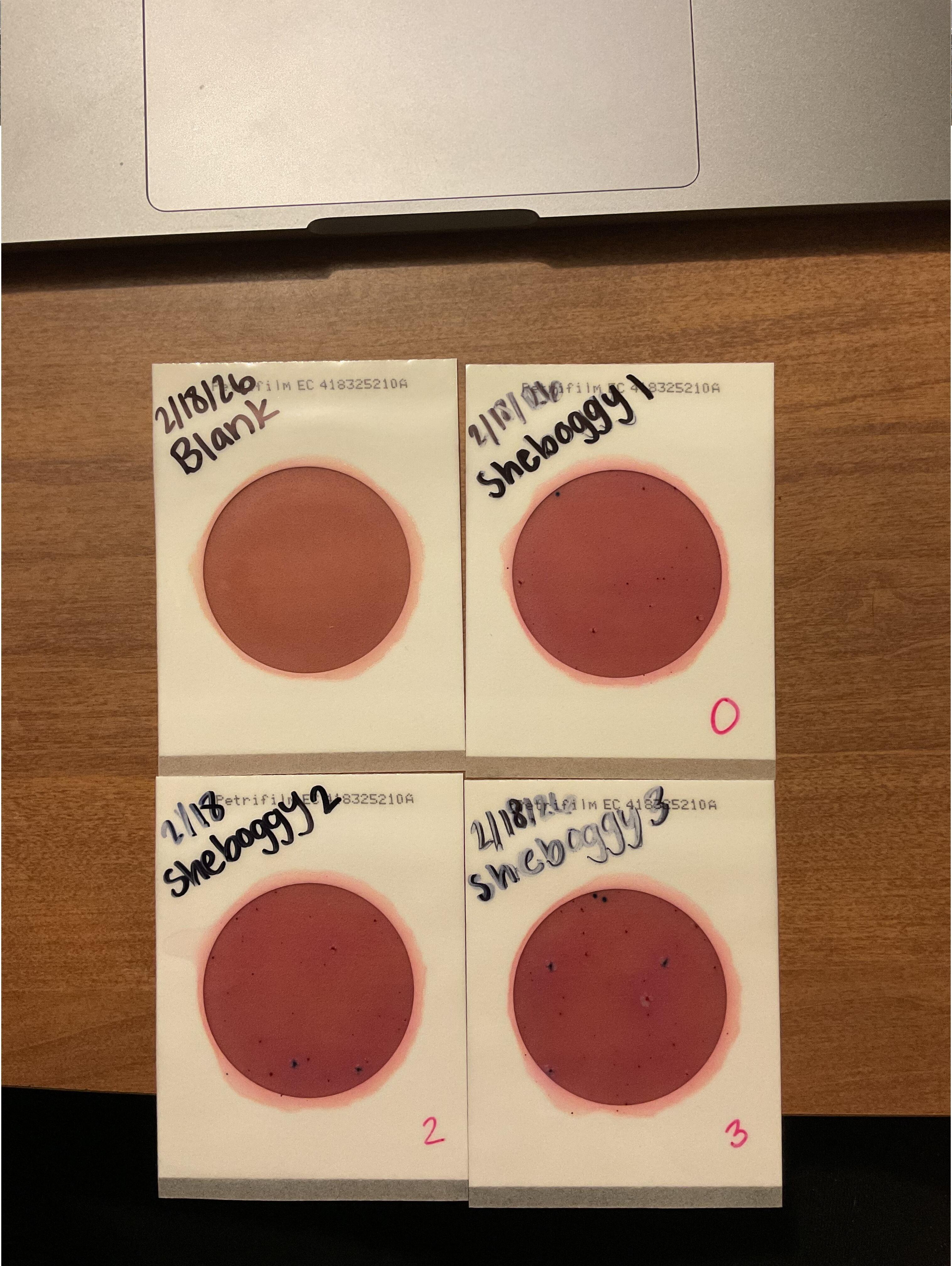 Plates, Sheboggy Boat Ramp 2026-02-19 --Isis Swartz for WWALS