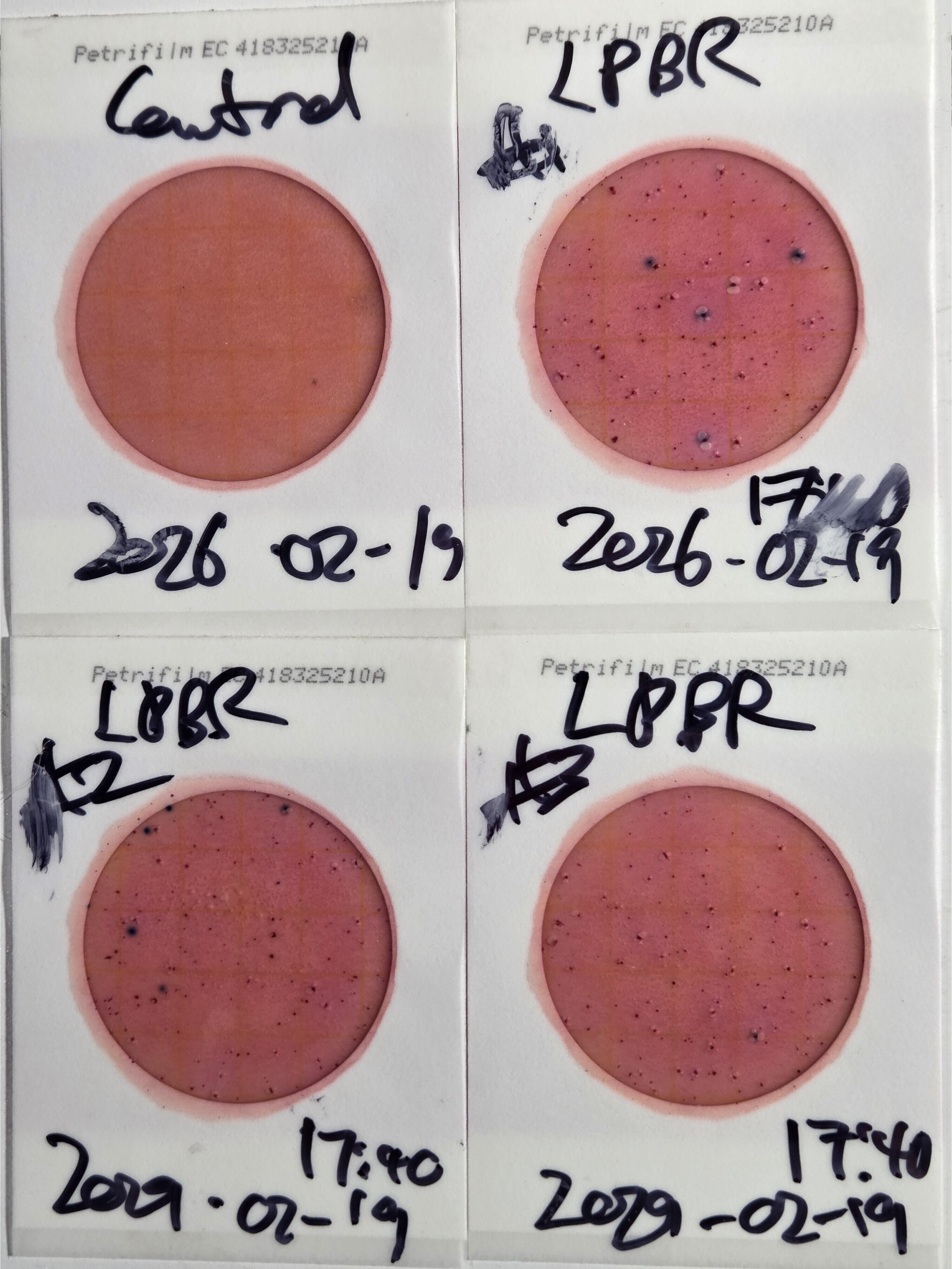 Plates, Langdale Park Boat Ramp 2026-02-19 --jsq for WWALS